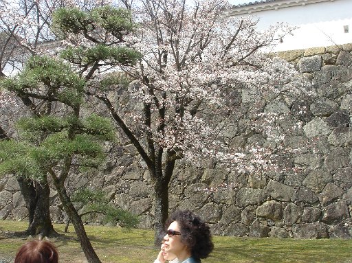 DSC07556.JPG - �ꑫ���������炢�Ă���܂����I