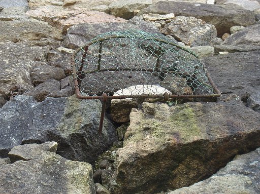 DSC07591.JPG - �W���΁B������������̂ЂƂł��B�n�������΂����񂪐ΉP��z��Ɋ�t�����̂����Ȃł��B