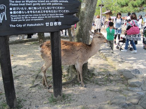 IMG_0197.JPG - ���ł��B�G�T��^���Ȃ��ł��������������ł��B