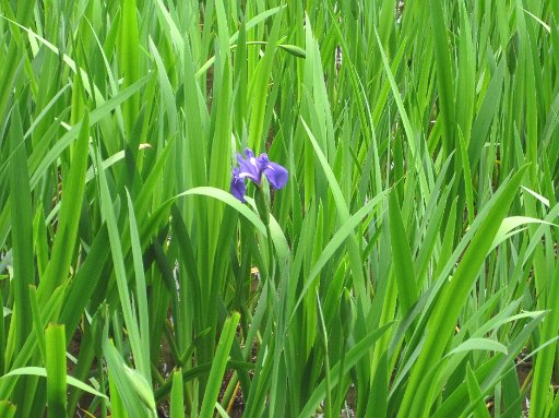 IMG_2896.JPG - ���傤�Ԃ́A�܂��قƂ�Ǎ炢�Ă���܂���E�E�E�E�E�B