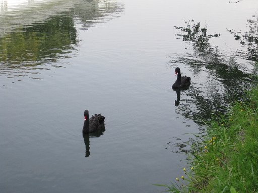 IMG_3031.JPG - ���邪���H�ł��傤���H�i�F����j