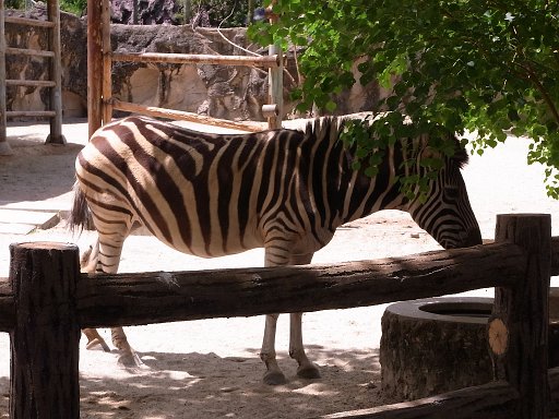 R0010538.JPG - ���܂��܂ł��B����A�ʂɂ���ȂɃV�}�E�}�D���ł��Ȃ��ł������낢��ȓ���������������񂢂܂�����B