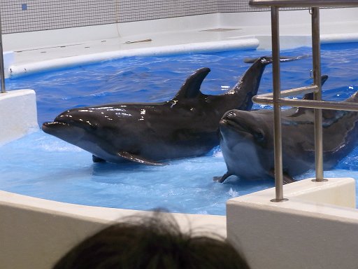 R0010824.JPG - �V���[�ĂсI�����x�͕���܂���B