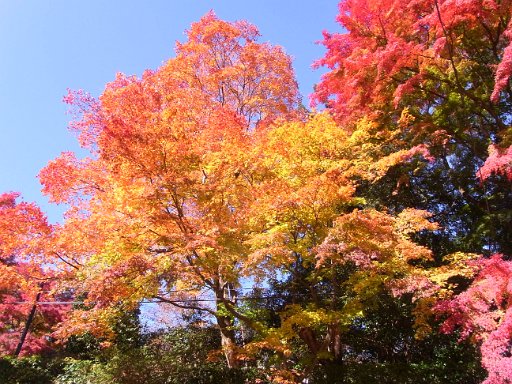 R0011565.JPG - �g�t�g�t�B���傤�Ǎg�t�ł��B